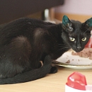 Luna (& Sohnemann Sindbad)