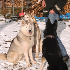 Ganak wird ein richtiger Schlittenhund