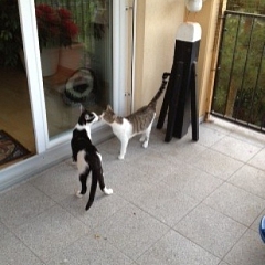 Flash jetzt Balu ist ein tapsiger Knuffelbär ...