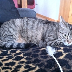 Amy wird erwachsen ...