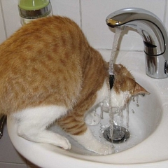Milo die Wasserratte ...