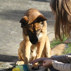 Sam ist sehr brav und ein Powerhund ; )
