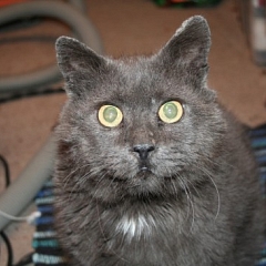 Silver