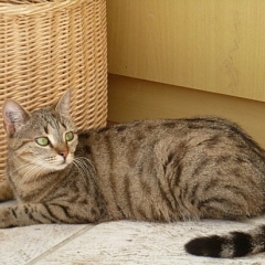 Dasha - Zweitname: Fauchi