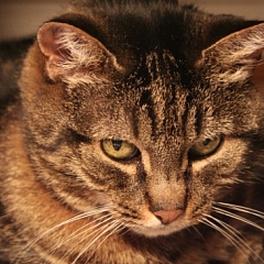 Cloe
