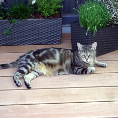 Maicy ist ganz zahm geworden :)