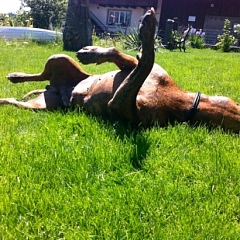 Pablo - der gute-Laune-Hund
