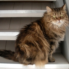 Missy - ehemals Kampfkatze