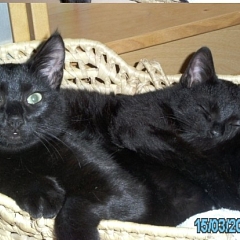 Gracie und ihr neuer Freund