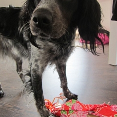 Happy Birthday Ella!