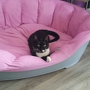 Ronnie (Hundeflüsterer)