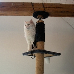 Chao im Katzenparadies!