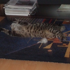 Rabbit der Wonneproppen :)