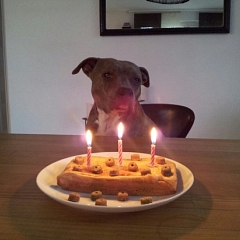 Pino's dritter Geburtstag!