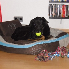 Vince (jetzt Sammy) ist ein Traumhund