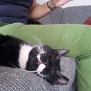 Ronnie (Hundeflüsterer)