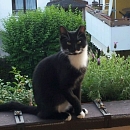 Ronnie (Hundeflüsterer)