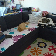 Romeo & Jakira ganz enstpannt ...