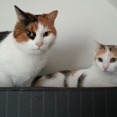 Kleine Dschinni Maus