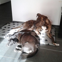 Django lässt es sich gut gehen