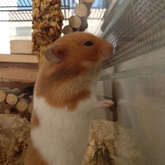Ein wahres Hamsterleben !