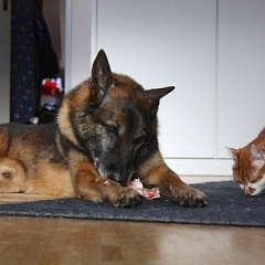Ultra, der Katzenversteher