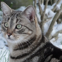 Santana im Schnee ...