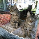 Lilli ( und Maja )