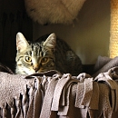 Maja ( und Lilly)
