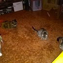 Maja ( und Lilly)