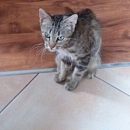 Lilu - die süsse Maus