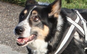 Nachruf für Balou