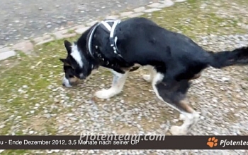 Balou macht unglaubliche Fortschritte