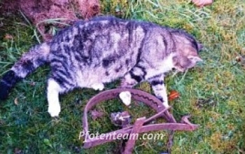 Grausame Fallenjagd in Deutschland >> Petition für mehr Tierschutz im Landesjagdgesetz Nordrhein-Westfalen