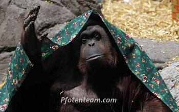 Für Orang-Utan Sandra gilt Menschenrecht - Gericht in Argentinien fällte historisches Urteil