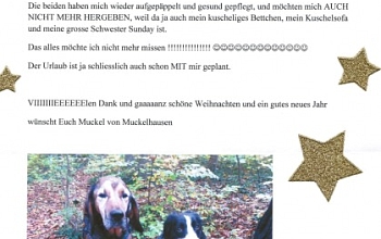 "unser" Muckelhase - ein Künstler im "um die Pfote wickeln" ...