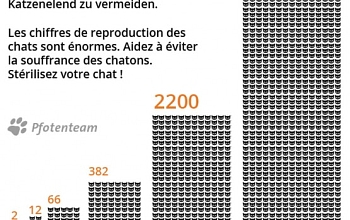 Heute 08.08.2014 ist Weltkatzentag - Nur Kastration verhindert Katzenelend - Seule la castration peut mettre fin à la misère des chats errants!