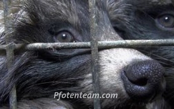 Petition der Tierpartei Schweiz für ein Importverbot für tierquälerisch hergestellte Pelzprodukte