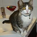 Sofie
