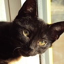 Mogli