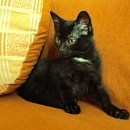 Mogli
