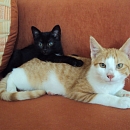 Mogli