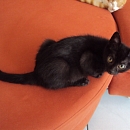 Mogli
