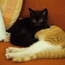 Mogli