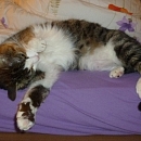 Sofie