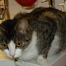 Sofie