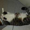 Sofie
