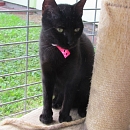 Ebony