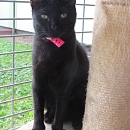 Ebony