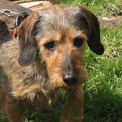 Peggy